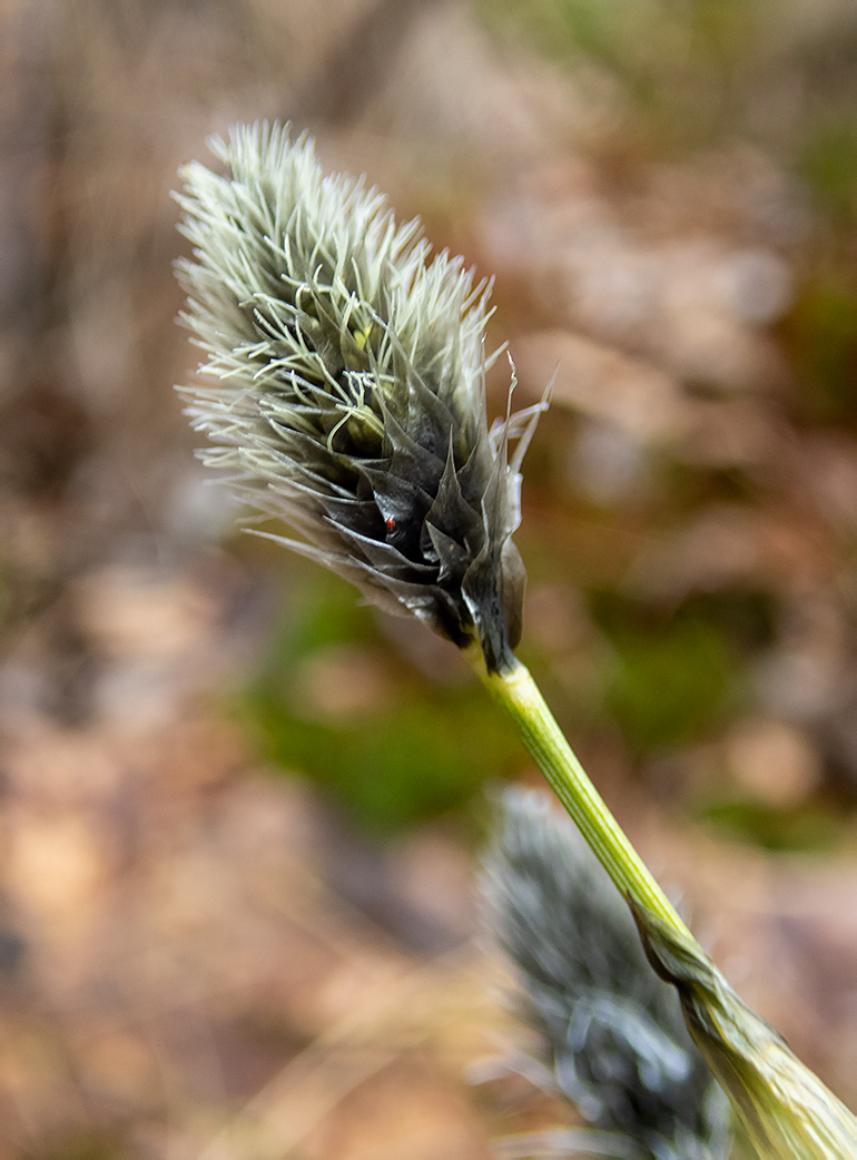 Image of Eriophorum vaginatum specimen.