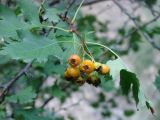 Crataegus korolkowii. Верхушка веточки с соплодием. Узбекистан, Ташкентская обл., Чаткальский хр., Чаткальский заповедник, ур. Тераклисай, долина горной речки. 16.08.2013.