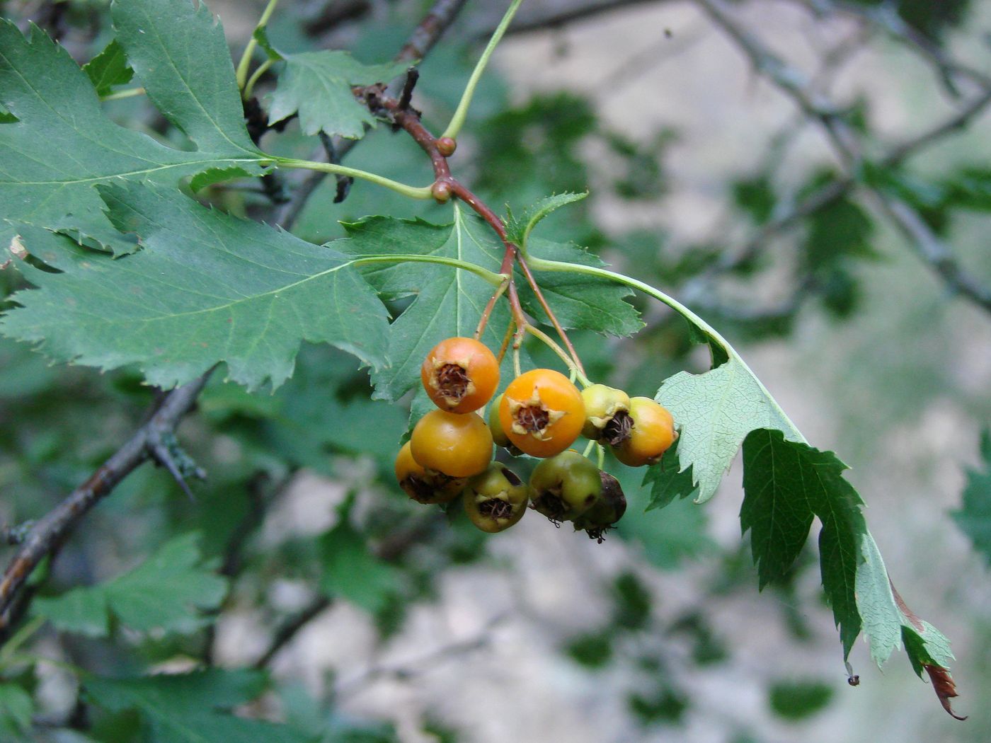 Image of Crataegus korolkowii specimen.