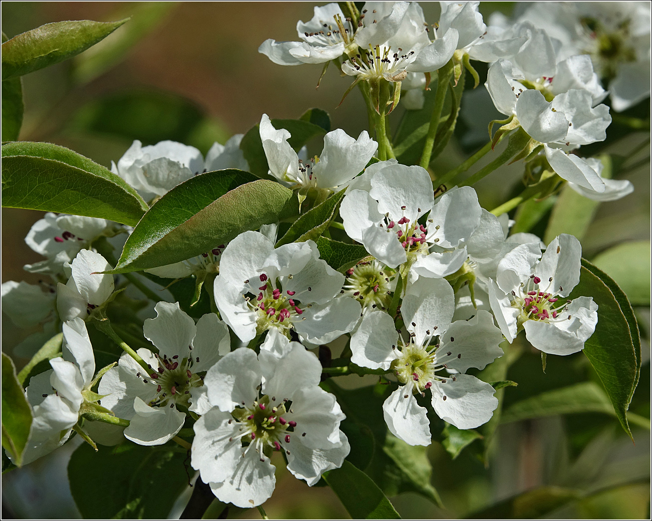 Image of Pyrus communis specimen.