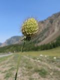Scabiosa ochroleuca