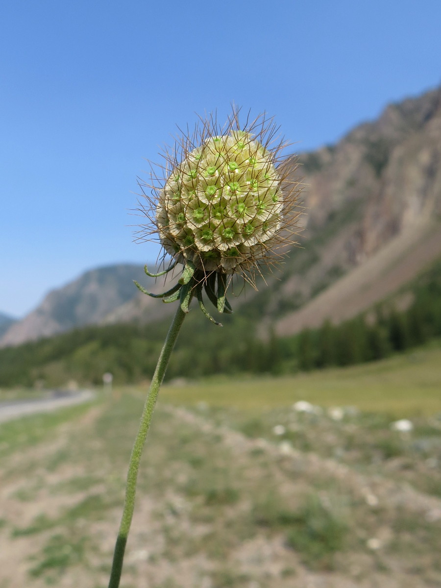 Изображение особи Scabiosa ochroleuca.