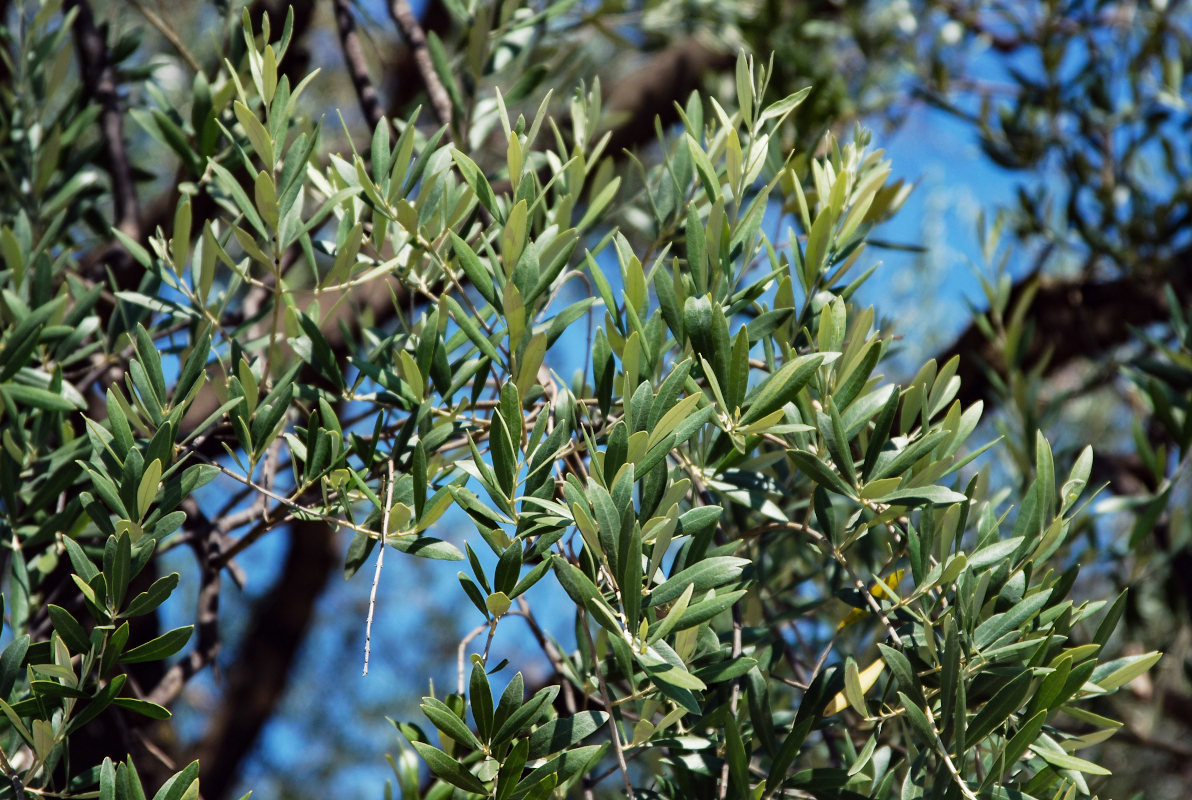 Image of Olea europaea specimen.