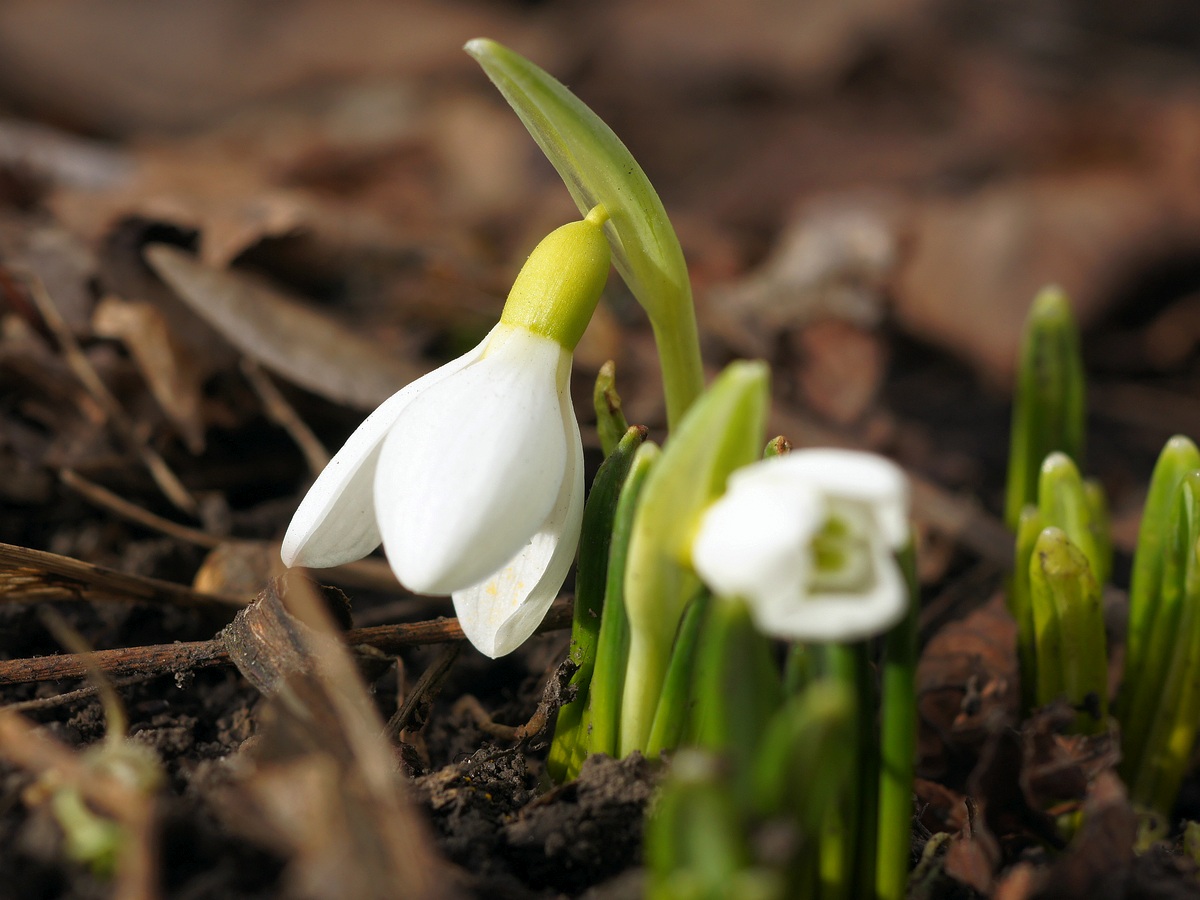 Изображение особи Galanthus plicatus.