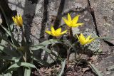 Tulipa australis. Цветущие растения. Крым, окр. г. Алушта, ск. Ай-Йори. 31.03.2023.
