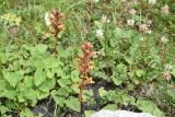 Orobanche campanulae. Цветущие растения. Республика Ингушетия, Джейрахский р-н, окр. альплагеря \"Кязи\", выс. 2030 м н.у.м, долина ручья. 23 июля 2022 г.