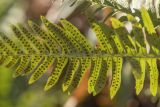 Polypodium vulgare. Часть вайи с сорусами (вид на абаксиальную поверхность). Адыгея, Майкопский р-н, окр. пос. Каменномостский, широколиственный лес, на скале. 02.04.2023.