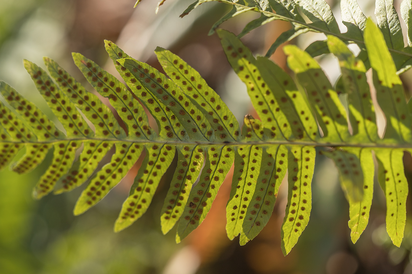 Изображение особи Polypodium vulgare.