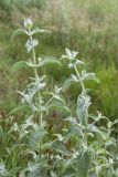 Mentha asiatica