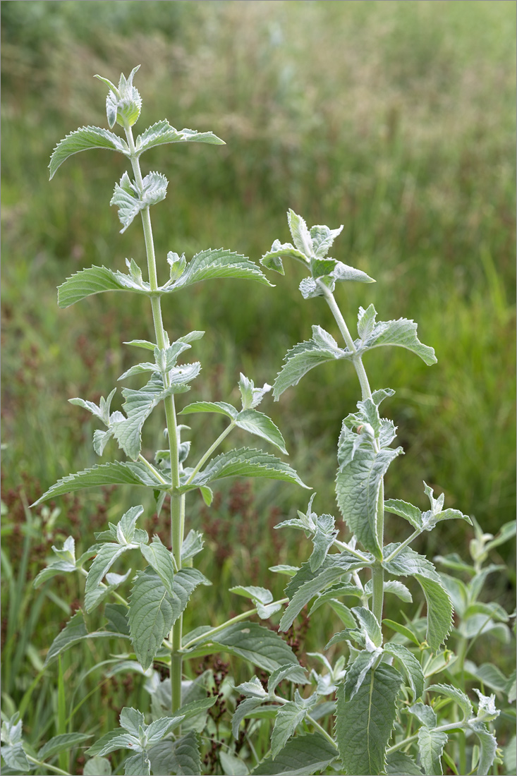 Image of Mentha asiatica specimen.