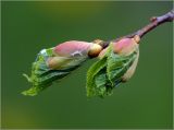 Tilia cordata