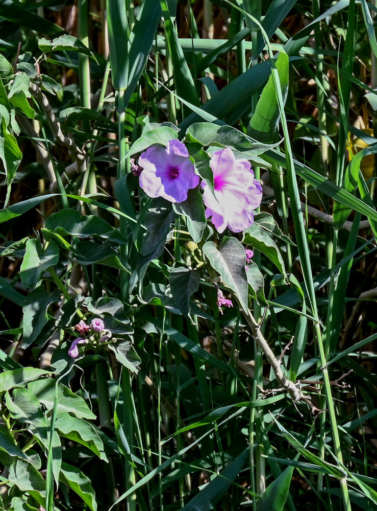 Image of Ipomoea carnea specimen.