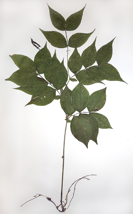 Image of Lathyrus vernus specimen.