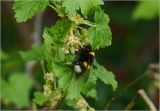 Ribes nigrum