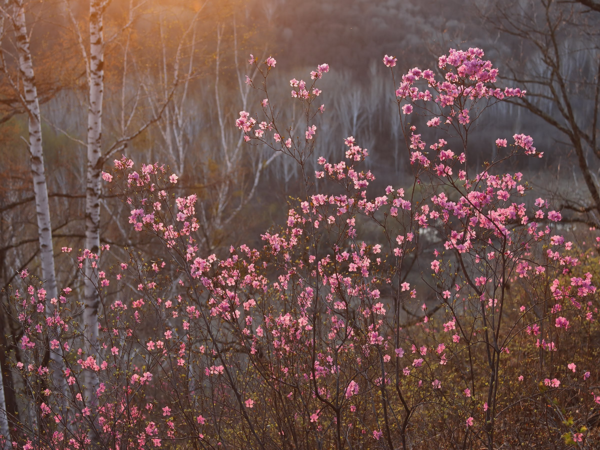 Image of Rhododendron dauricum specimen.