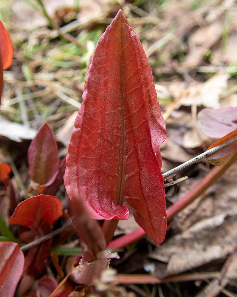 Image of Rumex acetosa specimen.
