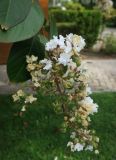 Lagerstroemia indica. Соцветие с завязавшимися плодами. Болгария, г. Бургас, Приморский парк, в культуре. 16.09.2021.