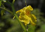 Impatiens noli-tangere