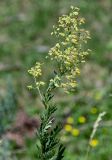 Thalictrum simplex