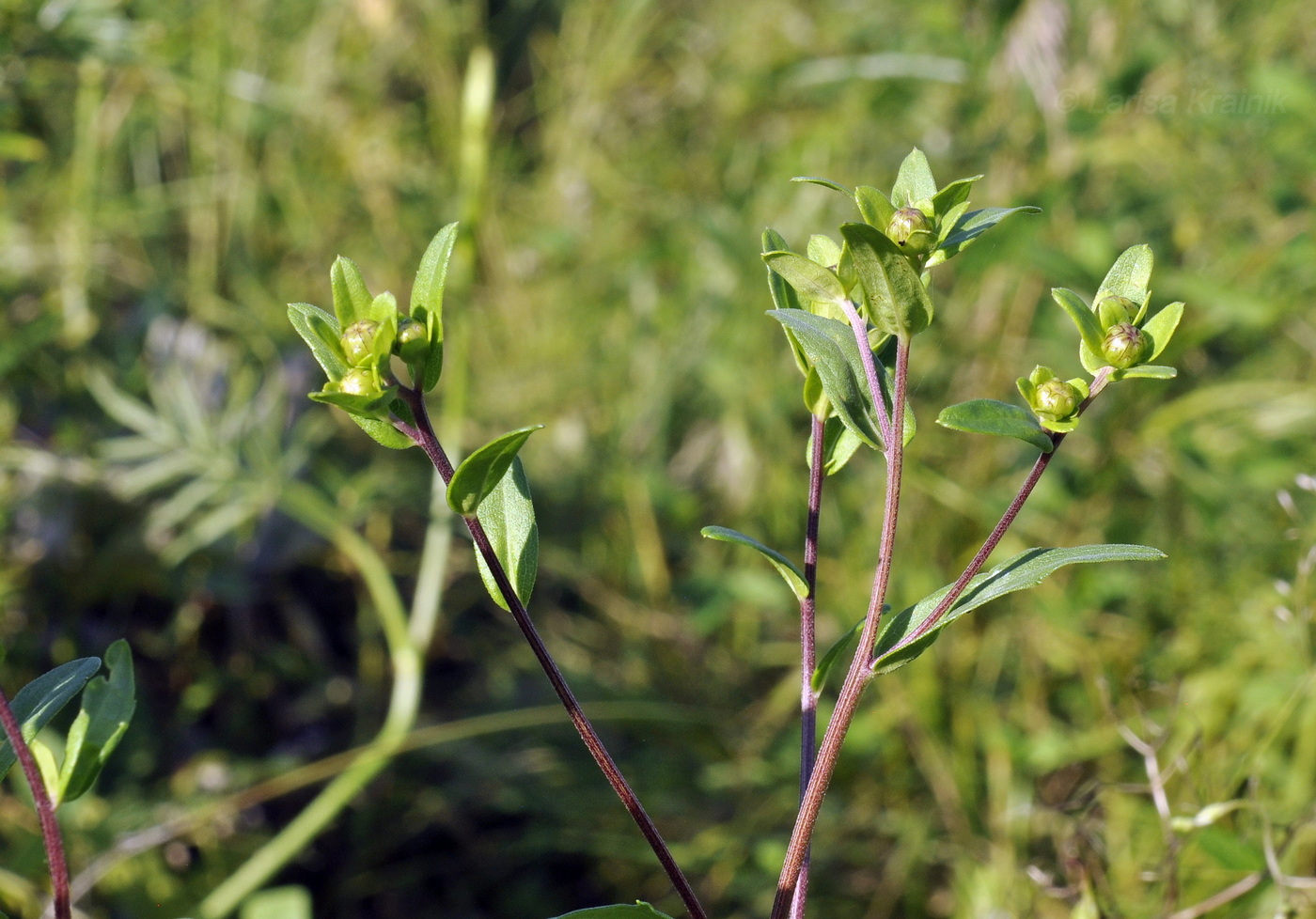 Image of Aster maackii specimen.