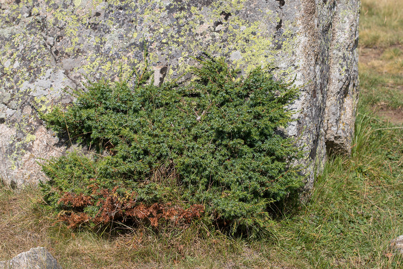 Image of Juniperus oblonga specimen.