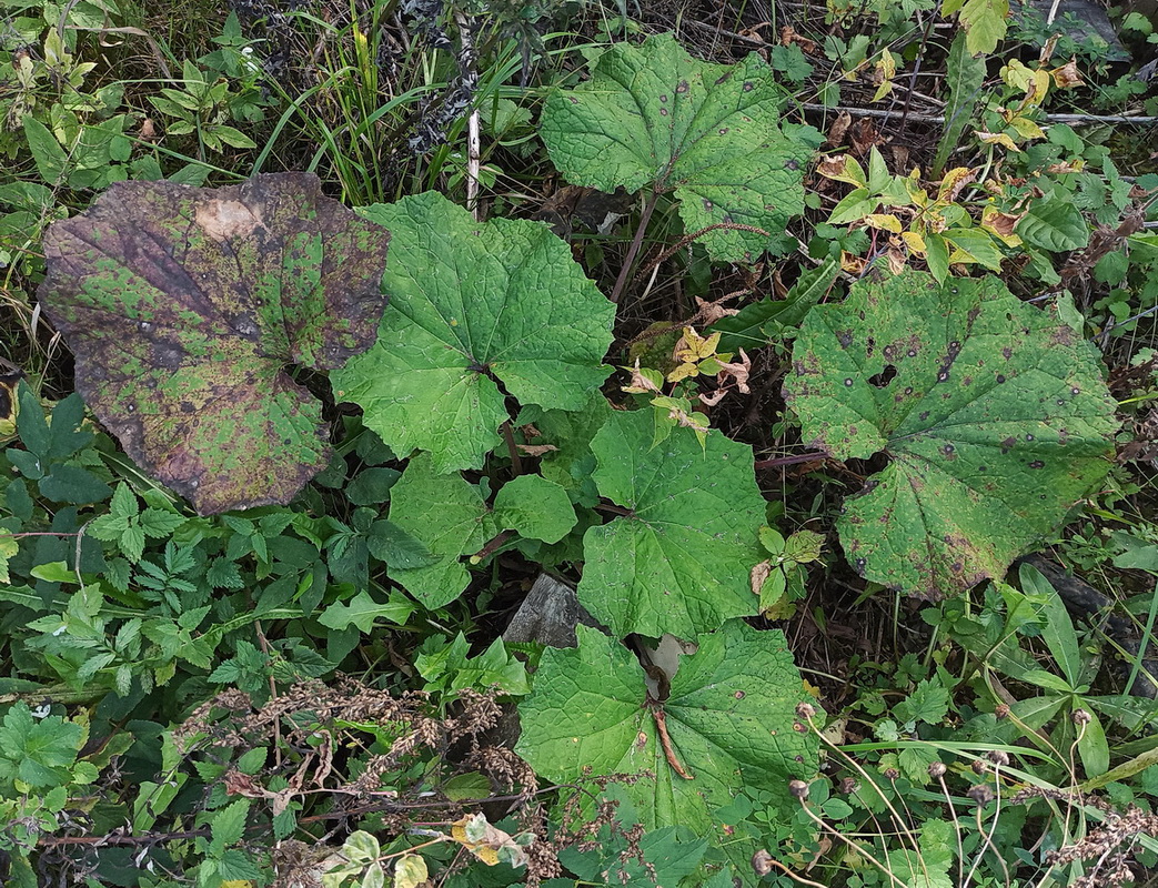 Изображение особи Tussilago farfara.