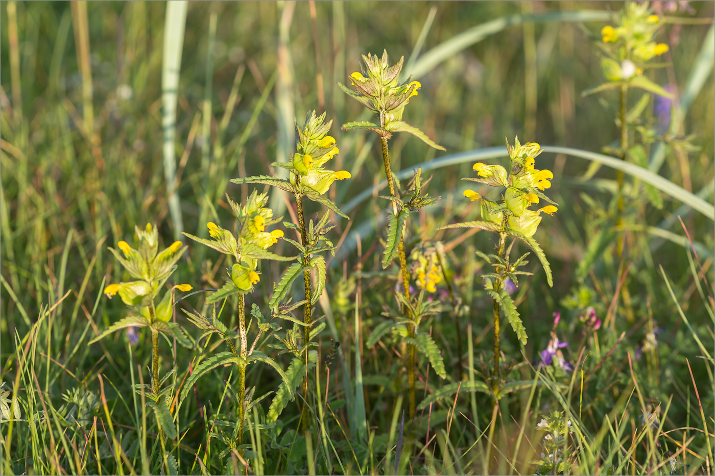 Изображение особи Rhinanthus minor.