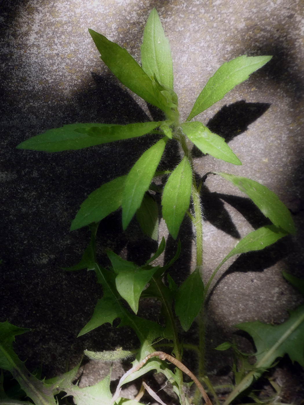 Image of Erigeron annuus specimen.