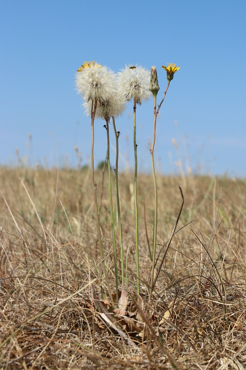 Изображение особи Hypochaeris radicata.