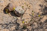 Senecio glaucus. Отплодоносившее и повторно цветущее растение. Египет, мухафаза Эль-Гиза, окр. г. Дахшур, каменисто-песчаная пустыня. 29.04.2023.