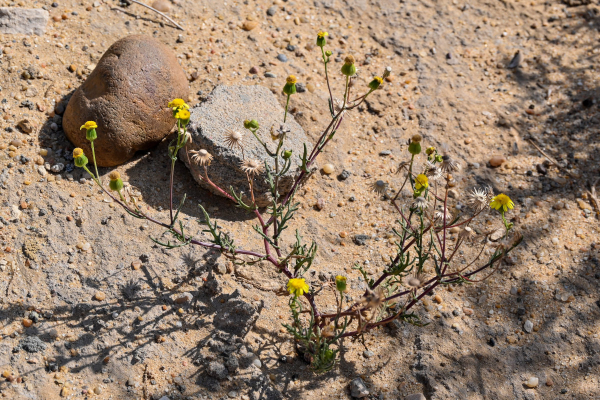 Image of Senecio glaucus specimen.