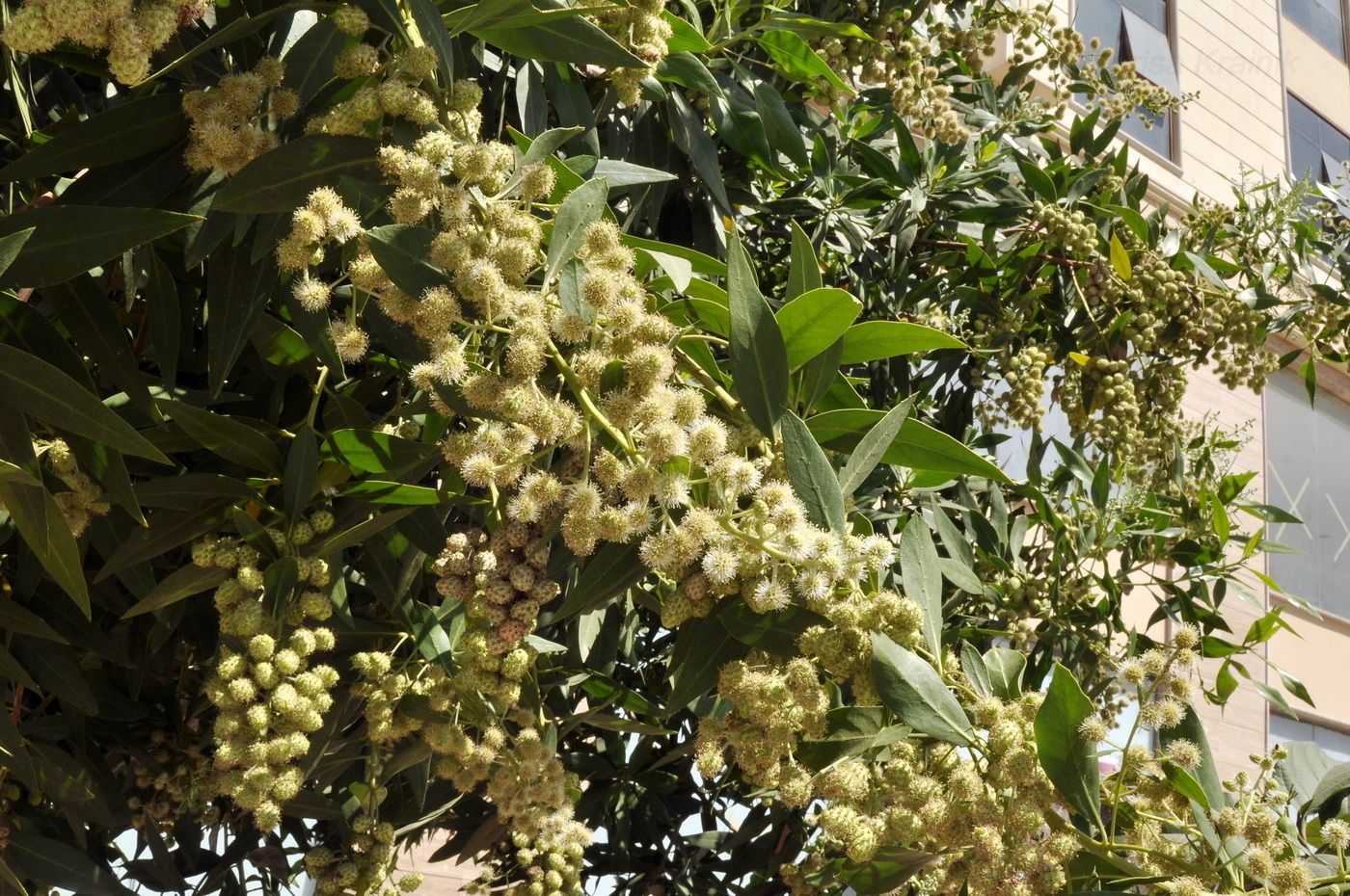 Image of Conocarpus lancifolius specimen.