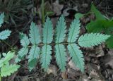 Sorbus aucuparia