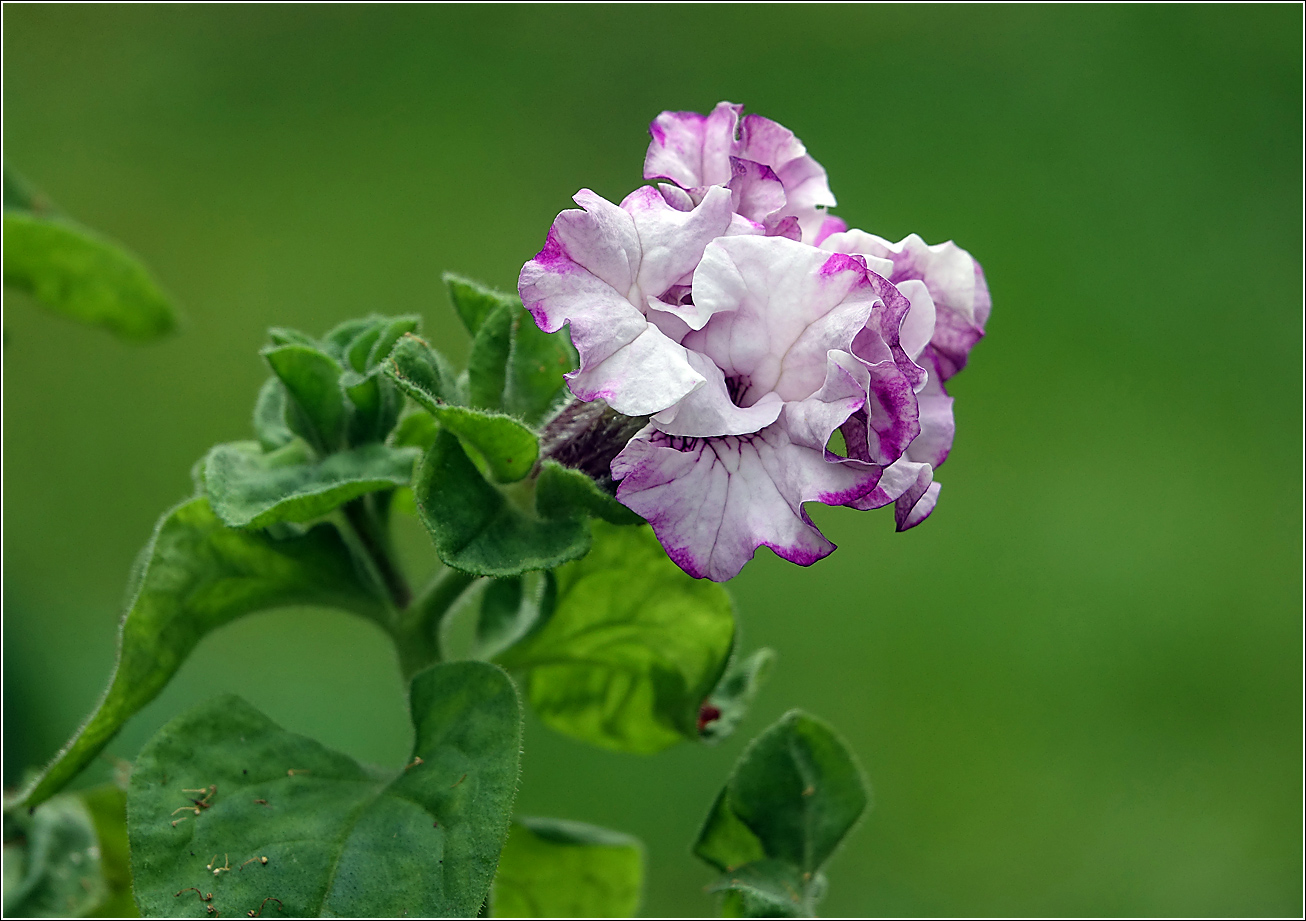 Image of Petunia &times; hybrida specimen.