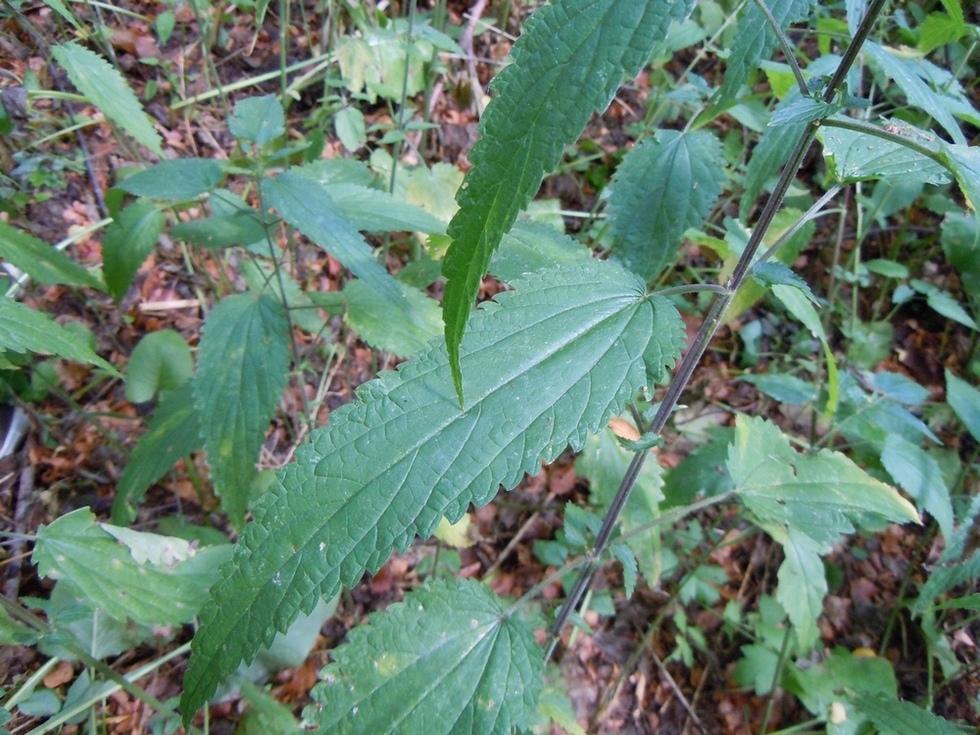 Image of Urtica sondenii specimen.