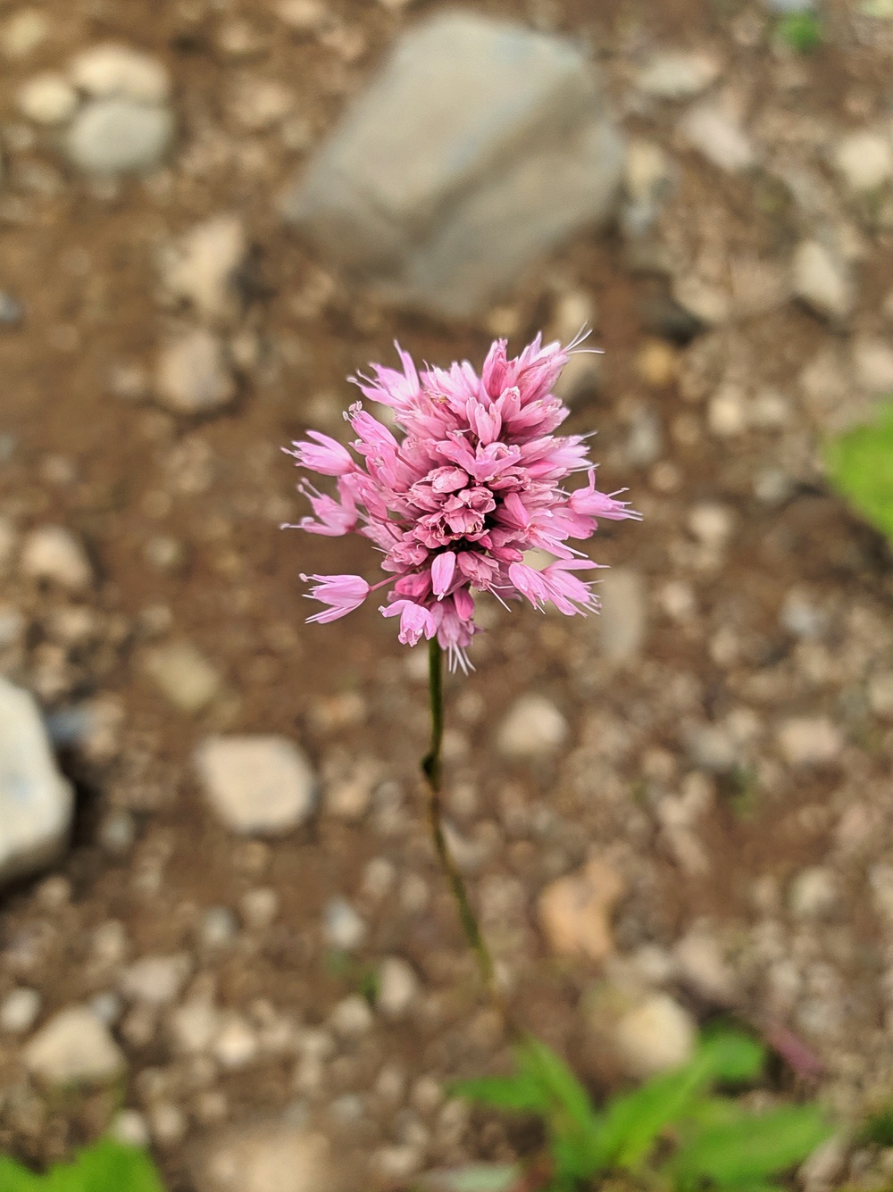 Image of Bistorta carnea specimen.