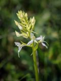 Platanthera bifolia. Верхушка соцветия с распустившимися цветками и бутонами. Пермский край, Кунгурский р-н, окр. дер. Дейково, окр. ур. Греховская гора, пастбище. 04.06.2023.