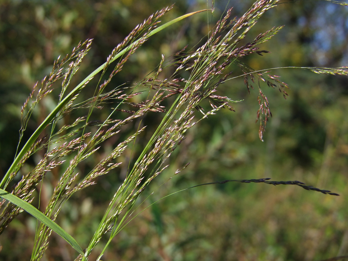 Изображение особи Agrostis clavata.