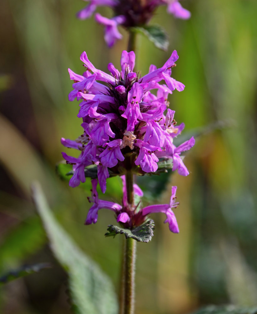 Image of Betonica betoniciflora specimen.