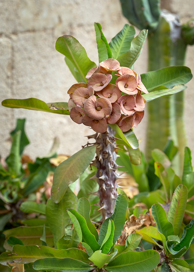 Image of Euphorbia splendens specimen.