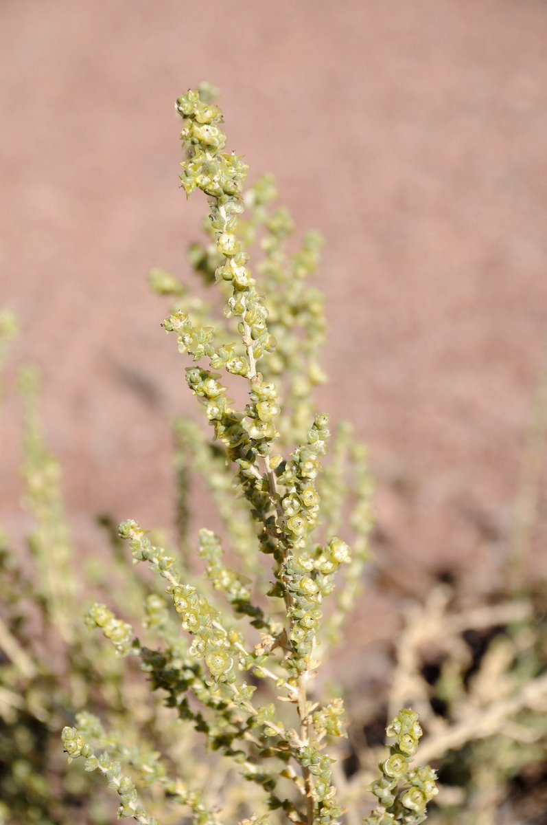 Image of Salsola incanescens specimen.