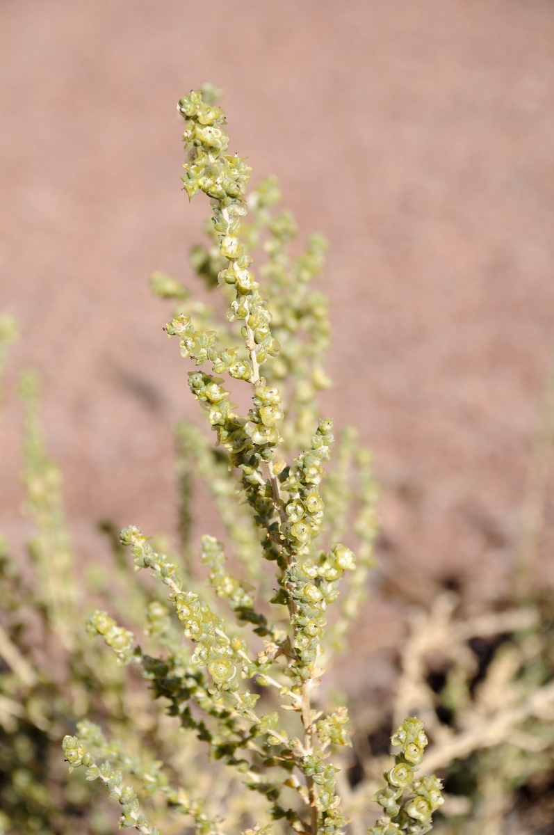 Изображение особи Salsola incanescens.