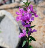 Lythrum salicaria