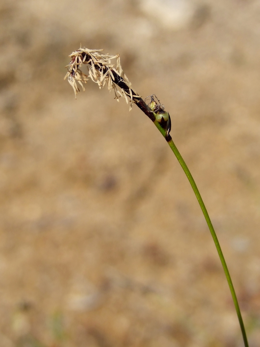 Image of Carex vanheurckii specimen.