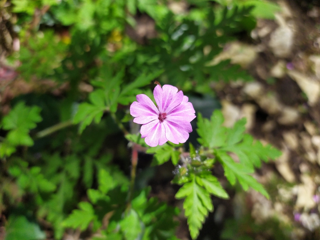 Image of Geranium robertianum specimen.