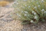 Teucrium capitatum