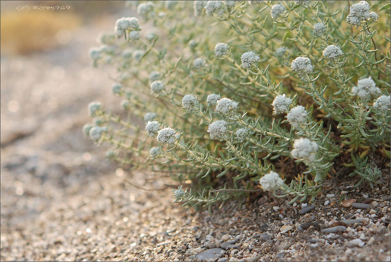 Изображение особи Teucrium capitatum.