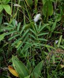 Sanguisorba tenuifolia. Цветущее растение в сообществе с Hosta rectifolia и Sasa. Сахалин, Холмский гор. округ, мыс Слепиковского, заболоченный участок на опушке смешанного леса. 26.08.2023.