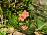 Anagallis arvensis