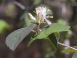 Lonicera xylosteum. Соцветия с цветками и бутонами и фрагменты листьев. Испания, Каталония, пров. Жирона, комарка Ла-Гарроча, муниципалитет Ла-Валь-де-Бианья, подр-н (субкомарка) Л’Альта-Гарроча, 870 м н.у.м., перевал Capsacosta, смешанный лес. 05.05.2024.